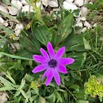 Lavanda Vikendica *