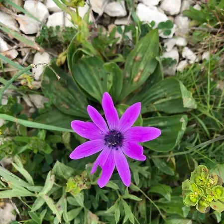 Lavanda Semesterbostad *