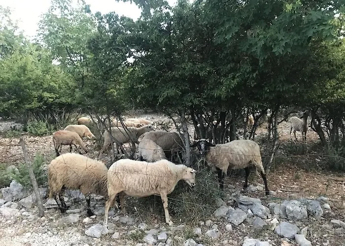 Lavanda Casa vacanze *