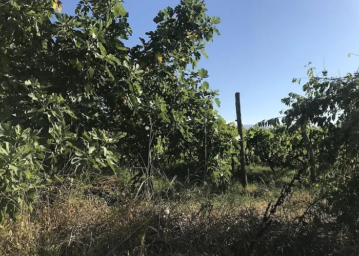 Lavanda Casa vacanze Lovinac (Zadar)