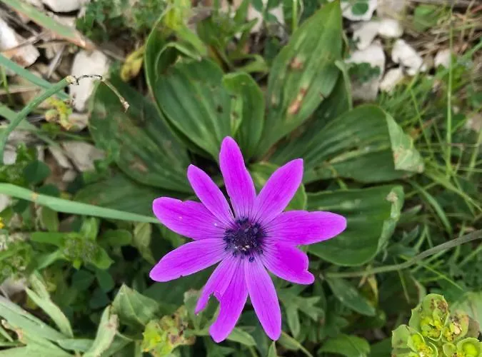 Lavanda Casa vacanze *